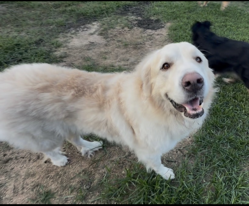 Suki